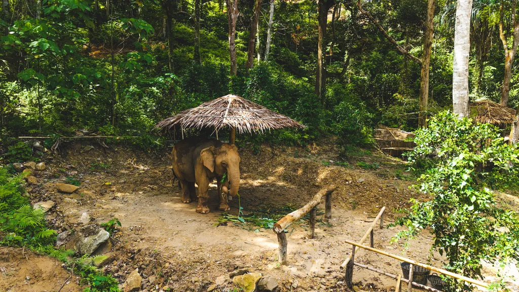 [PHUKET] Feed & Shower Experience - Patong 