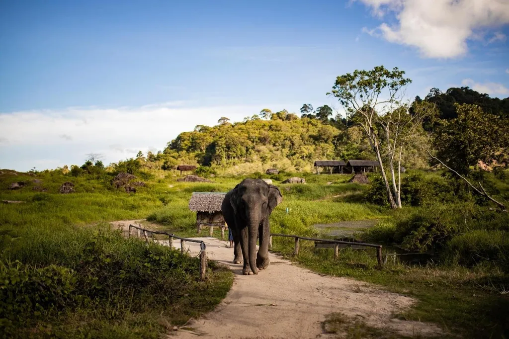 [PHUKET] Explore ELEPHANT NATURE With Meal/Without Meal