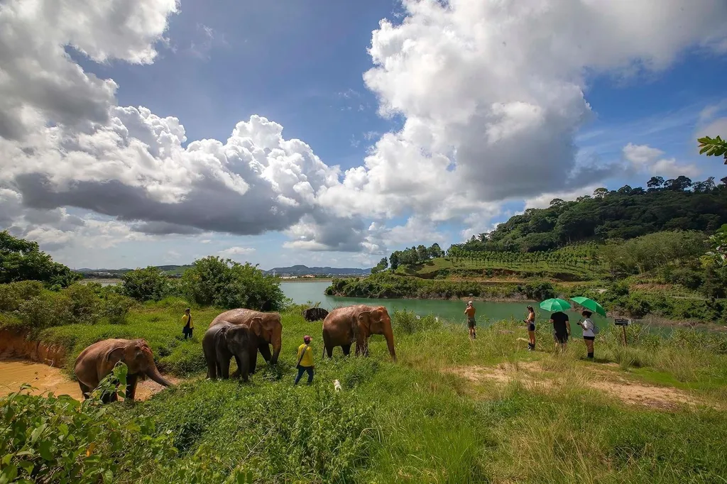 [PHUKET] BUKIT ELEPHANT WALK AND FEED 