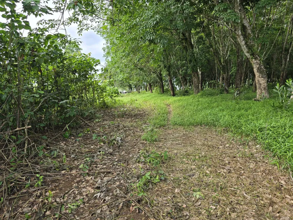 [PHUKET]LAND FOR SALE,  Choeng Thale 