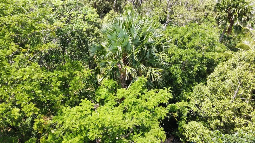 [PHUKET] Land For Sale, Bangtoa, Surin Beach Phuket. 