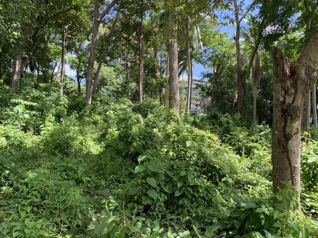 [PHUKET] Land For Sales, Choeng Thale 