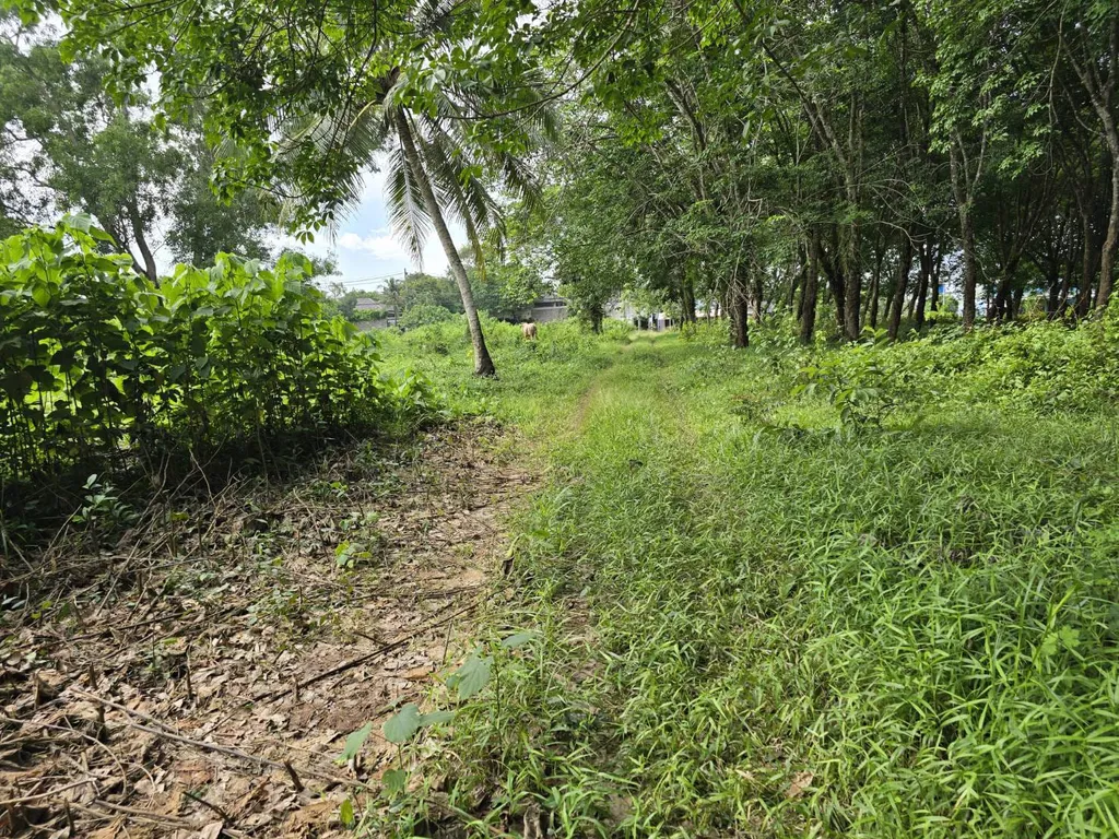 [PHUKET]LAND FOR SALE,  Choeng Thale 
