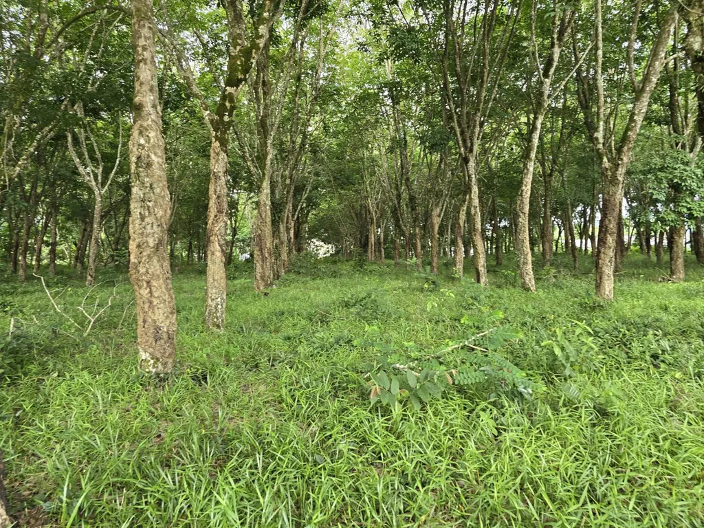 [PHUKET]LAND FOR SALE,  Choeng Thale 
