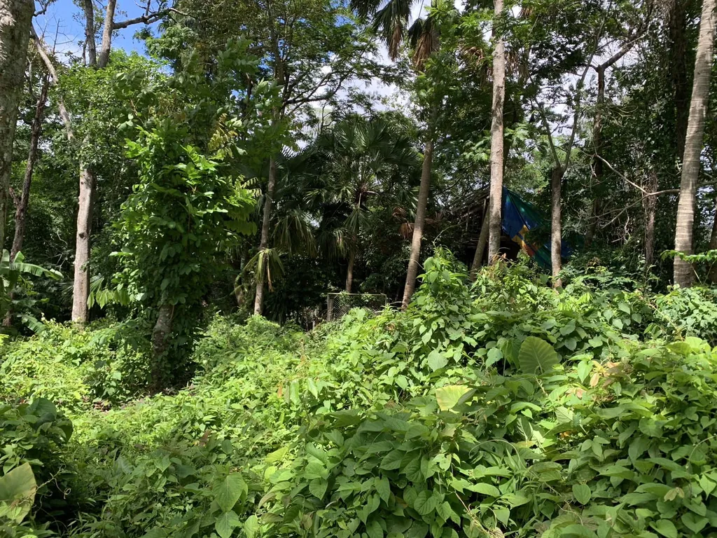 [PHUKET] Land For Sales, Choeng Thale 