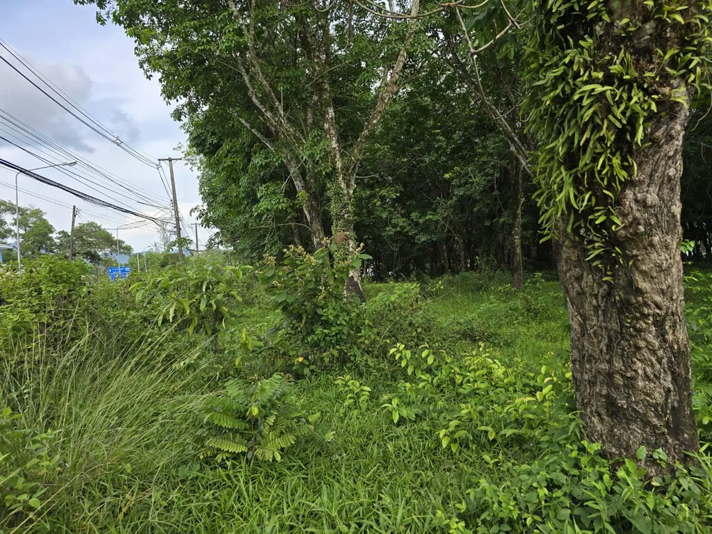 [PHUKET]LAND FOR SALE,  Choeng Thale 