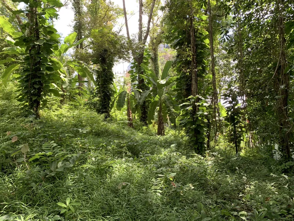 [PHUKET] Land For Sales, Choeng Thale 