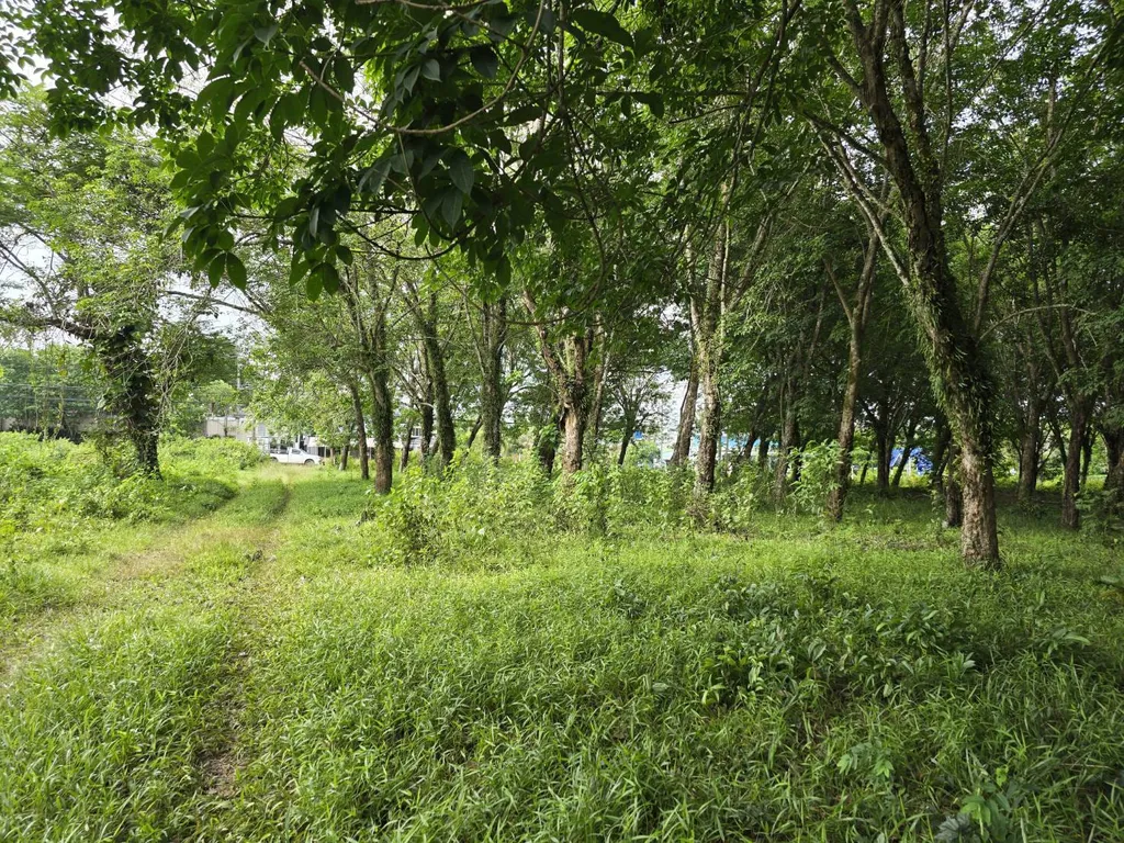 [PHUKET]LAND FOR SALE,  Choeng Thale 