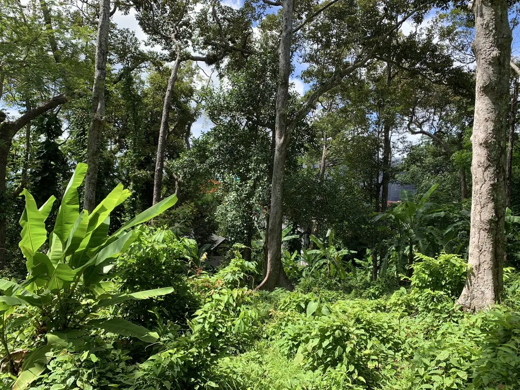 [PHUKET] Land For Sales, Choeng Thale 